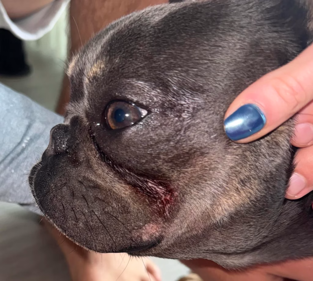 dermatita de pliu cutanat caine