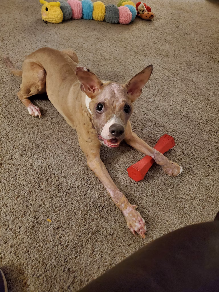 dermatomiozita caine