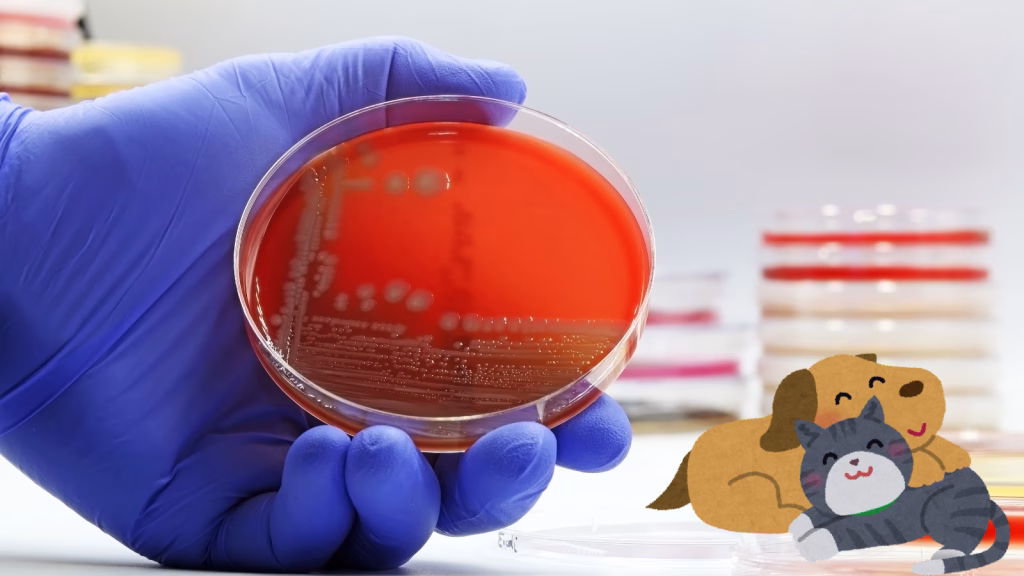 e coli la caini si pisici