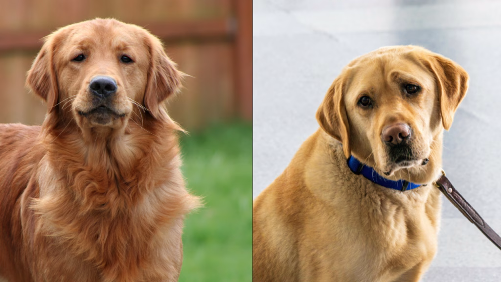 golden labrador retriever boli frecvente