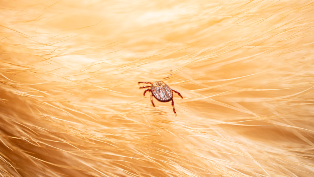 hepatozoonoza la caini