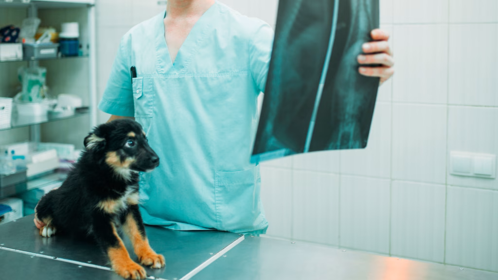 hipertensiune pulmonara la caine