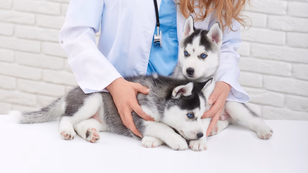 husky siberian boli frecvente