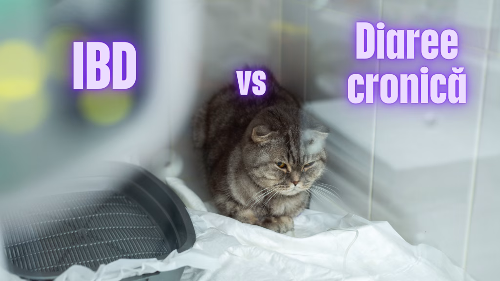 ibd vs diaree cronica la pisici