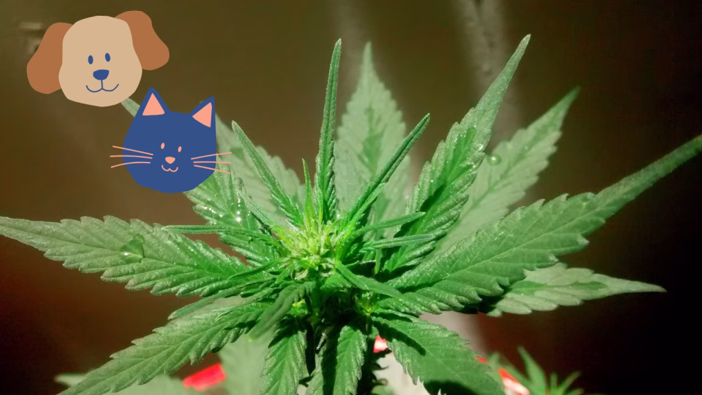 marijuana la caini si pisici