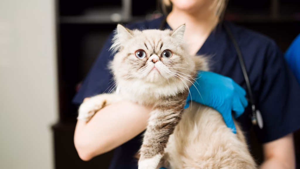 persana boli frecvente