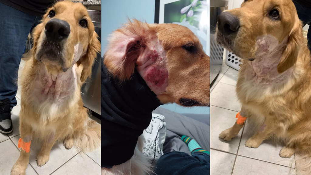 probleme de piele golden retriever