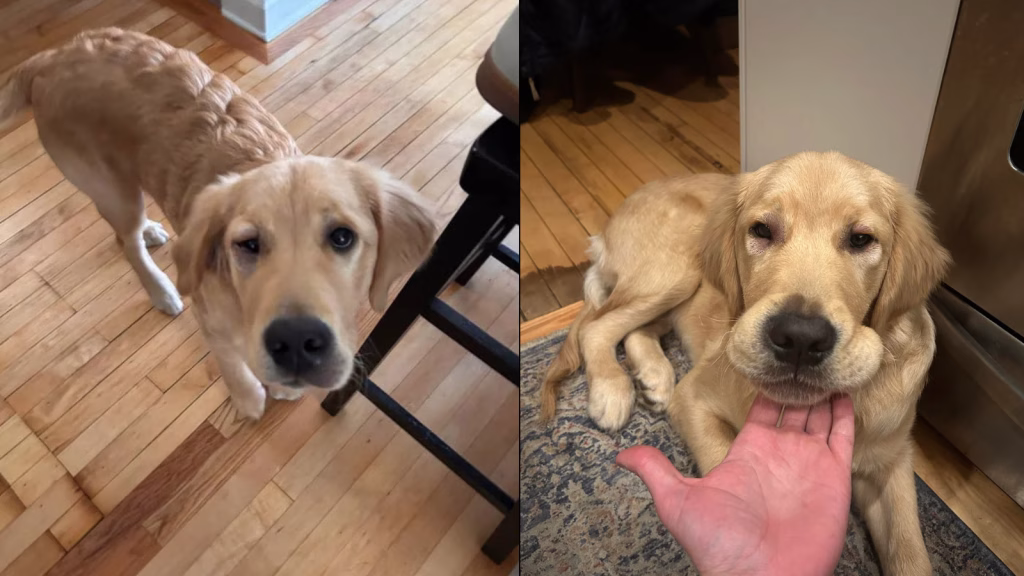 soc anafilactic caine