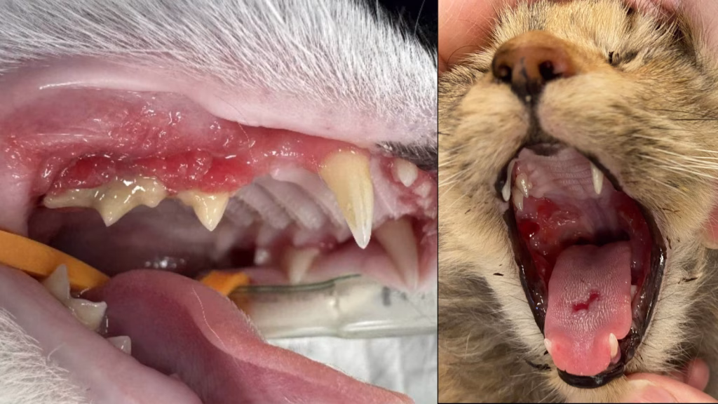 stomatita cronica pisica