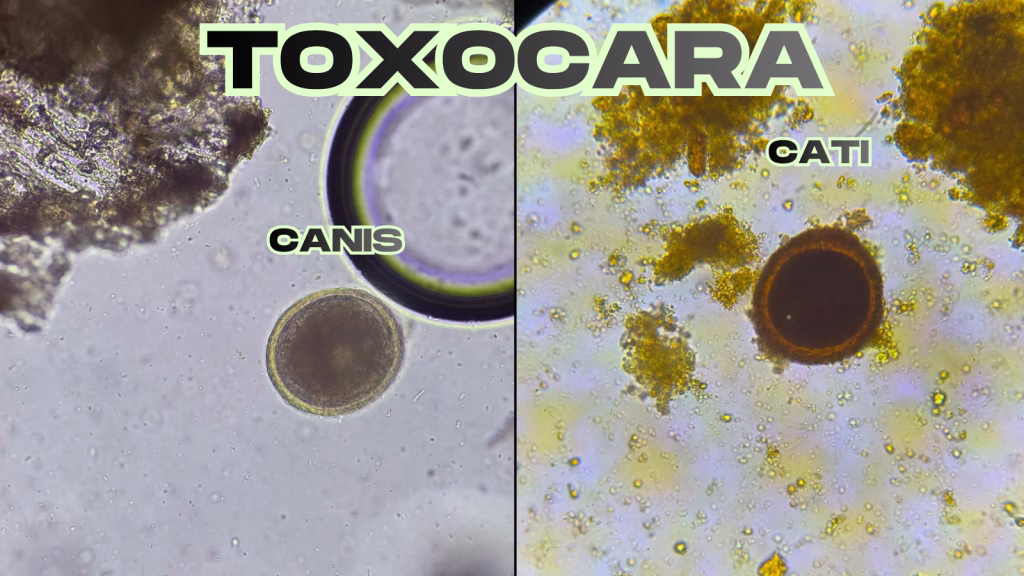 toxocara la caini si pisici
