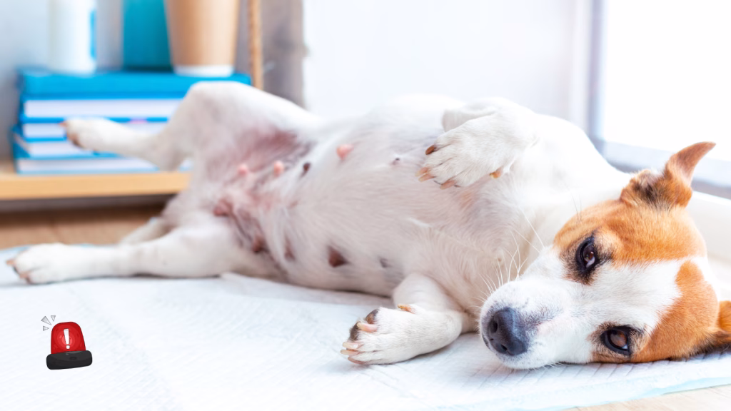 uroabdomen la caine si pisica