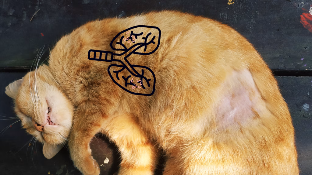 viermi pulmonari pisica