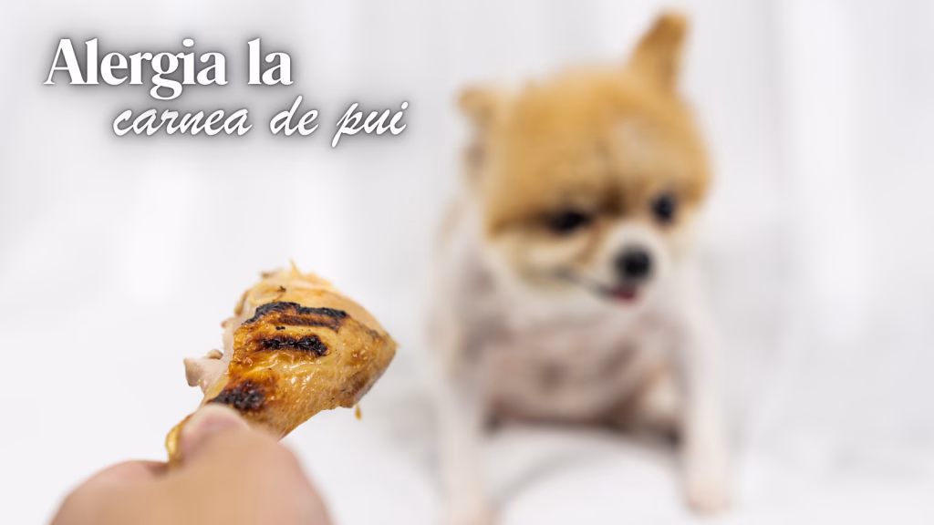 alergia la carnea de pui la caini