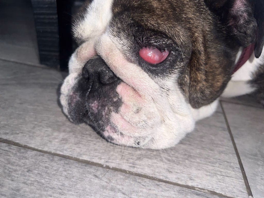 cherry eye caine