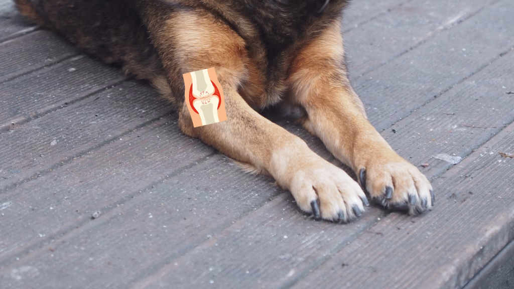 nutritia in osteoartrita la caini