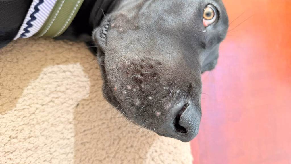 dermatită alergică la câine