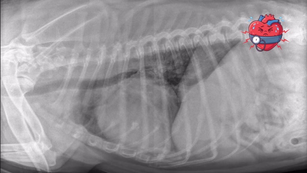 cat traieste un caine cu insuficienta cardiaca