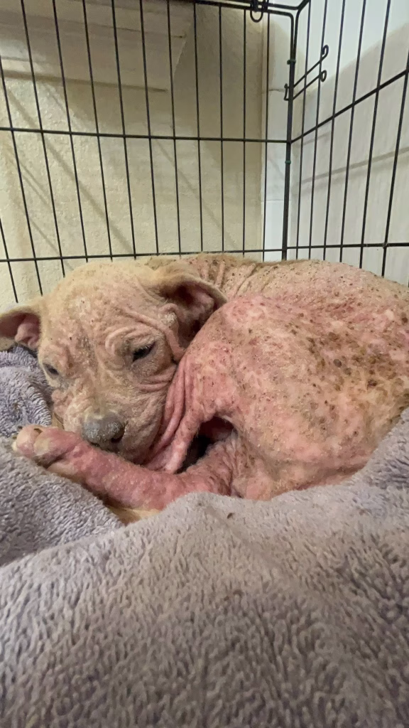 demodex caine