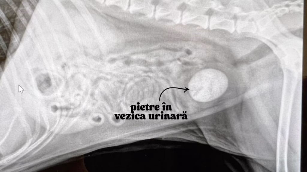 pietre la vezica urinara la caini