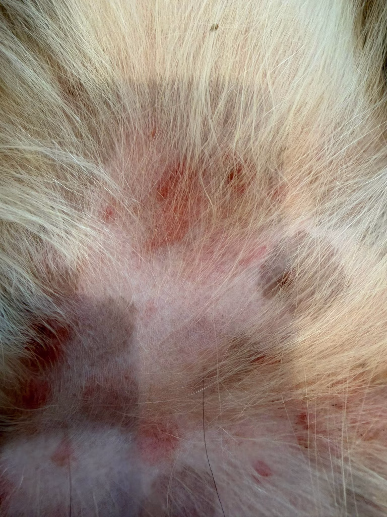 pioderma caine