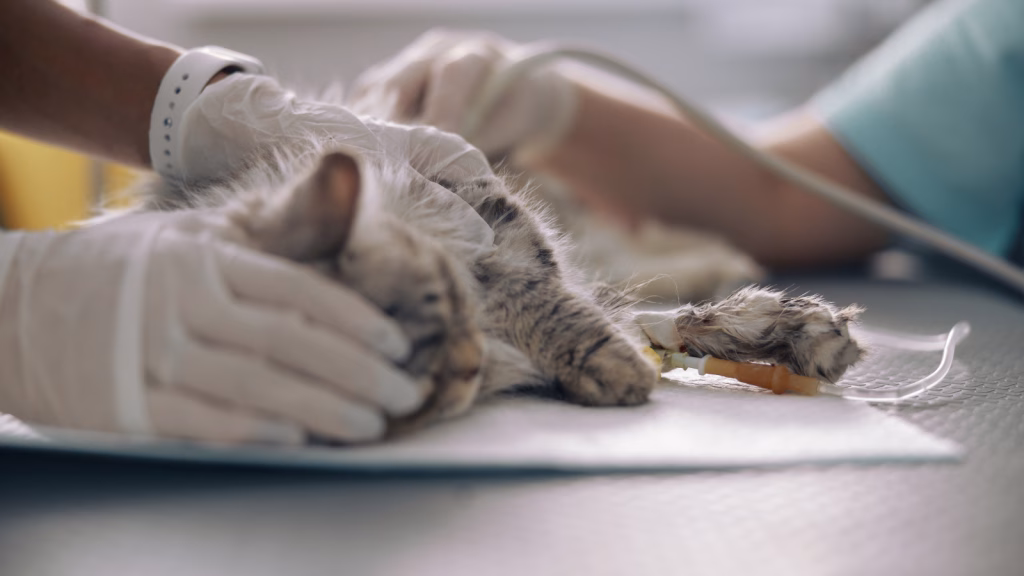 update pif peritonita infectioasa felina aprilie 2026