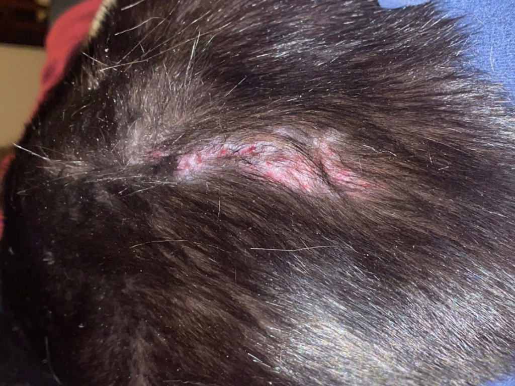 Pisică cu dermatită vizibilă: alopecie, eritem, cruste