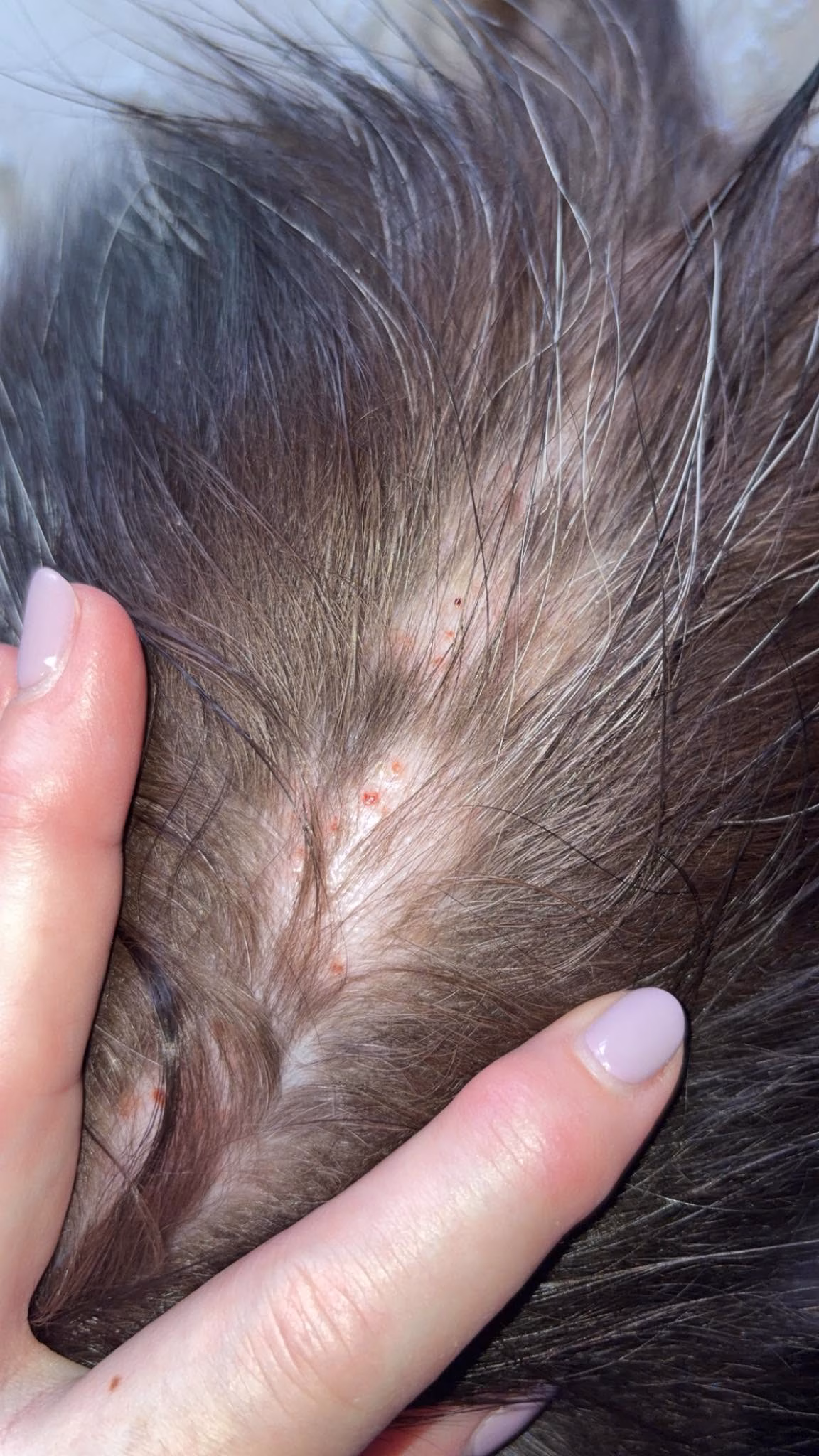 dermatita miliara la pisica