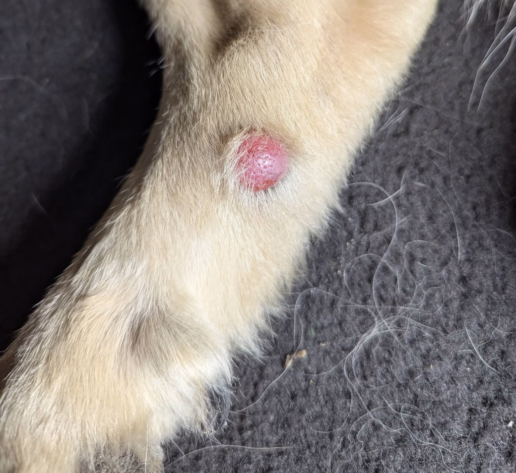 Joyvet – Cabinet Veterinar Sector 3