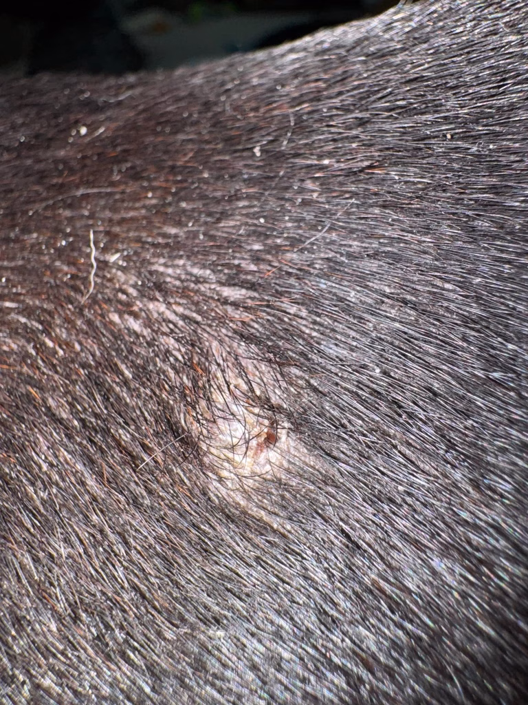 Joyvet – Cabinet Veterinar Sector 3