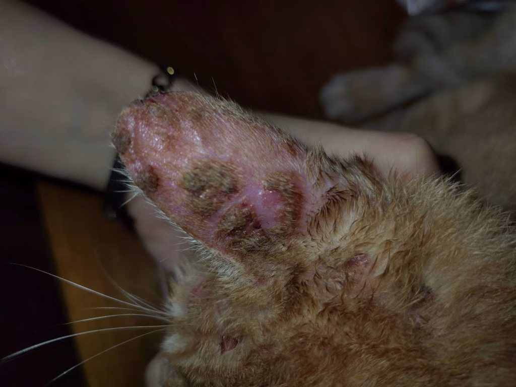 Joyvet – Cabinet Veterinar Sector 3
