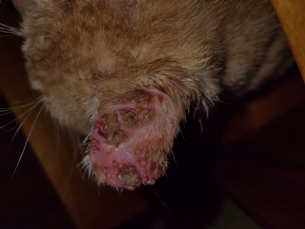 Joyvet – Cabinet Veterinar Sector 3