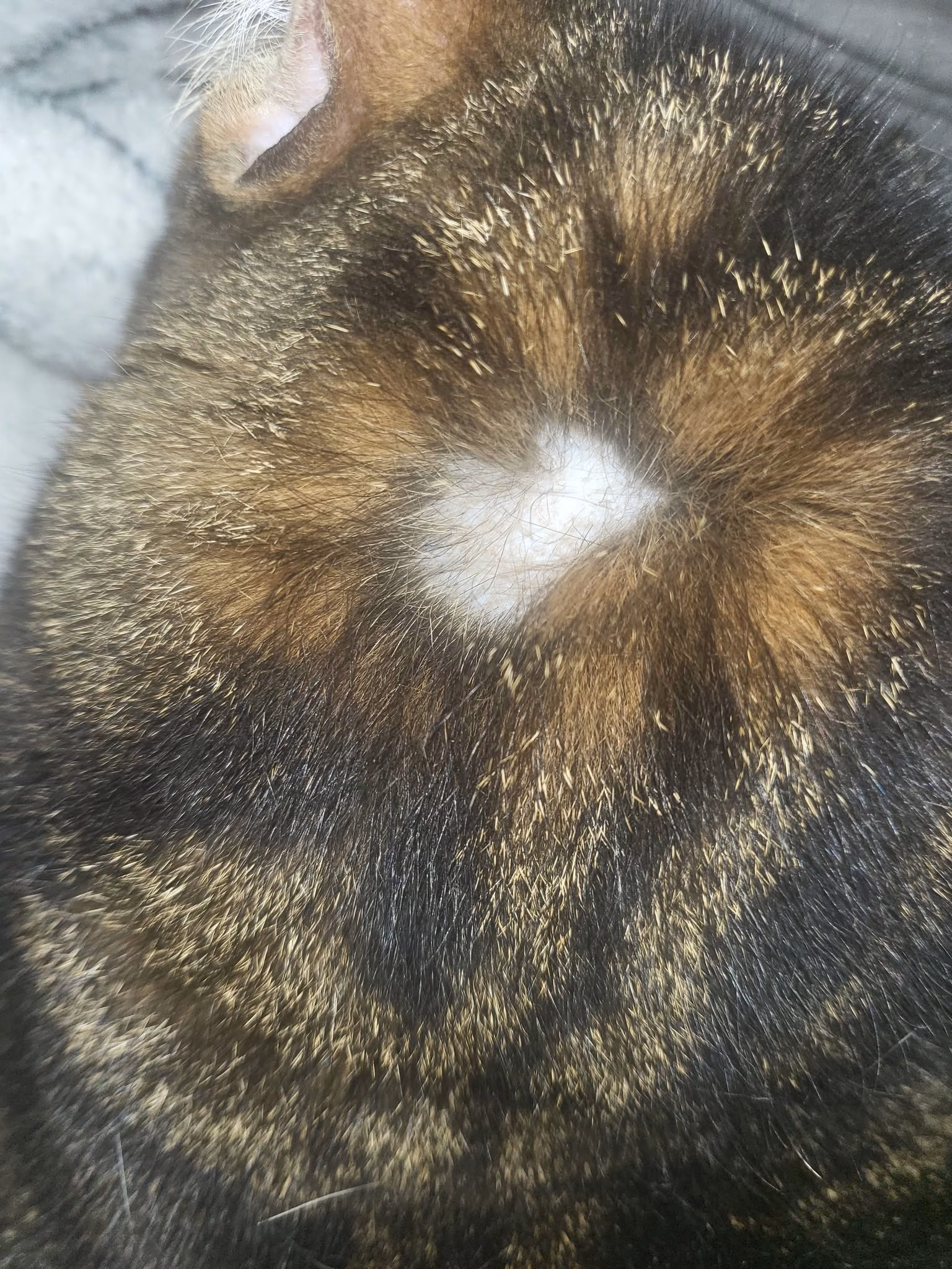 ringworm pisica ciuperca