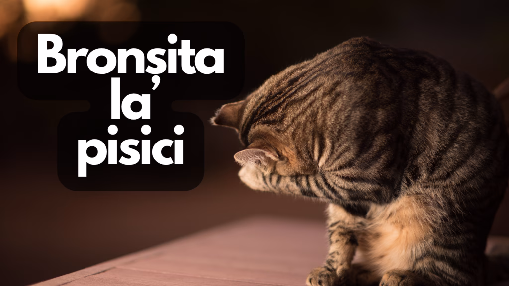 bronsita la pisici