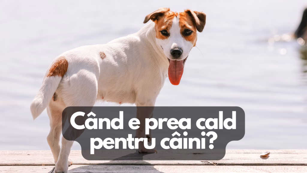 cand e prea cald pentru caini