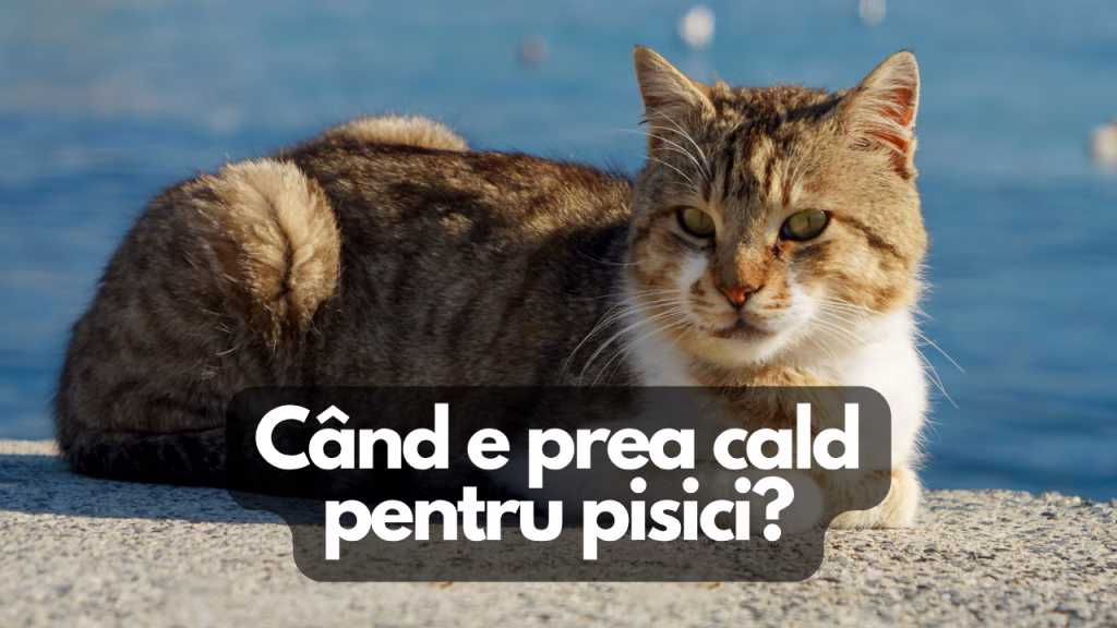 cand e prea cald pentru pisici