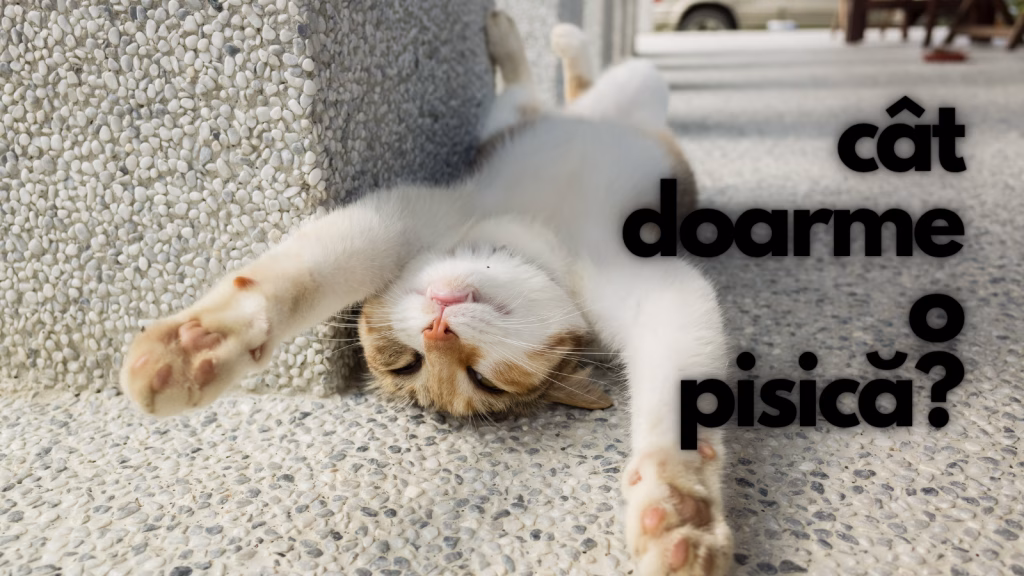 cat doarme o pisica