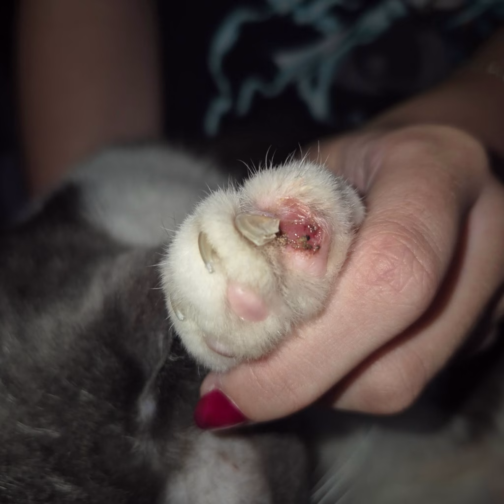 Joyvet – Cabinet Veterinar Sector 3