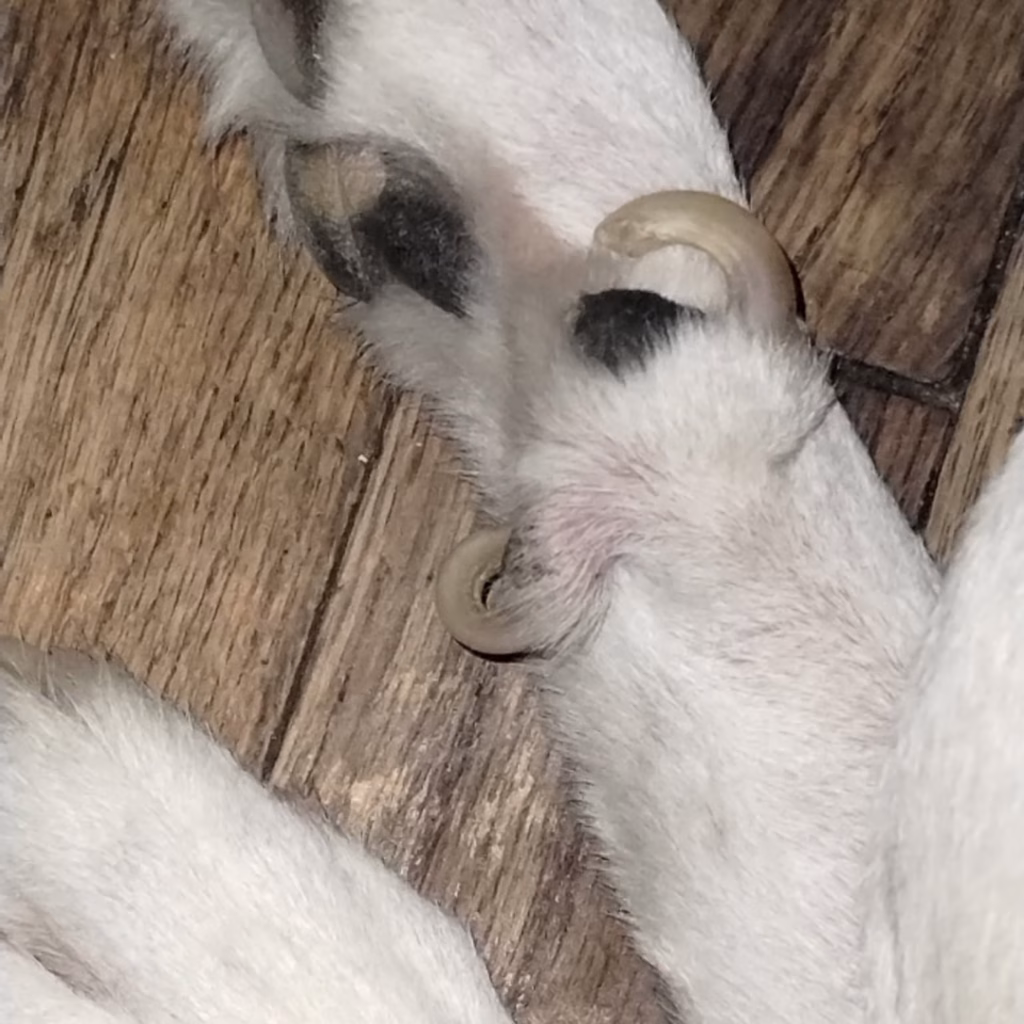 Joyvet – Cabinet Veterinar Sector 3