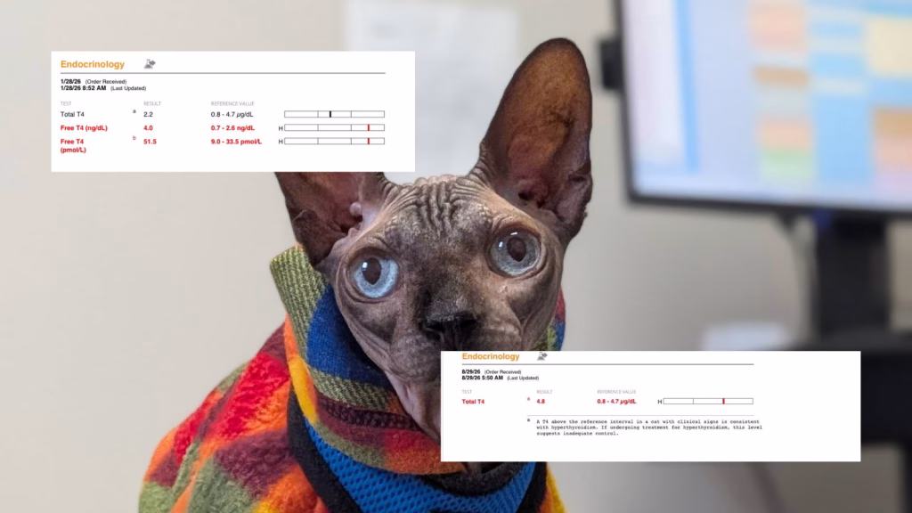 consult endocrinolog veterinar endocrinologie