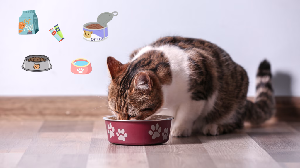 dieta de eliminare la pisici