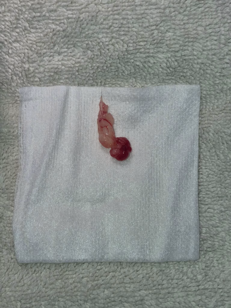 polip pisica
