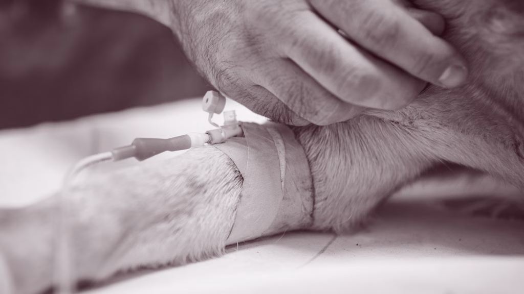 chimioterapia la caini si pisici
